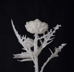 Βαγγέλης Σάββας: What Branches Grow