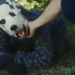 Good Boy