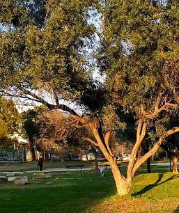 Ακαδημία Πλάτωνος