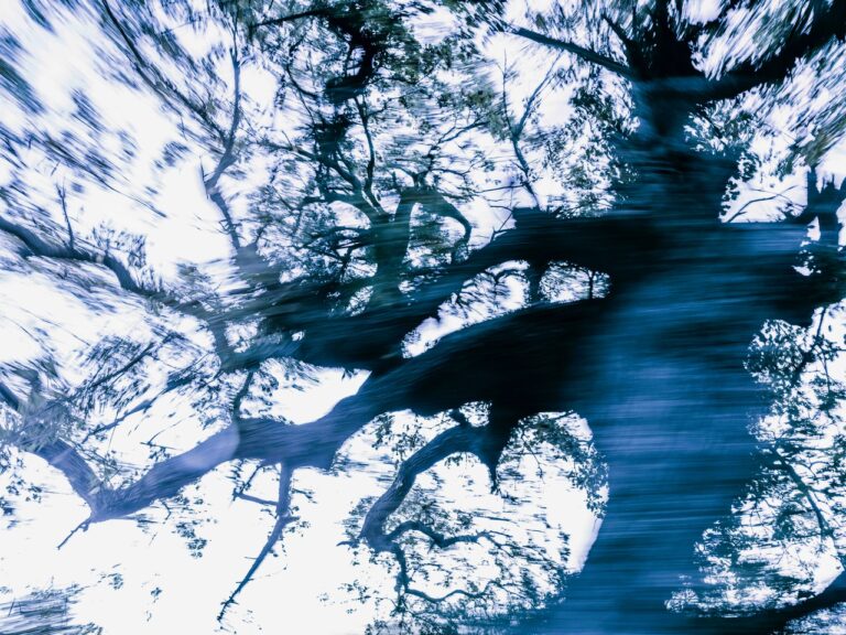 Τάσος Βρεττός: ?Trees Dance!